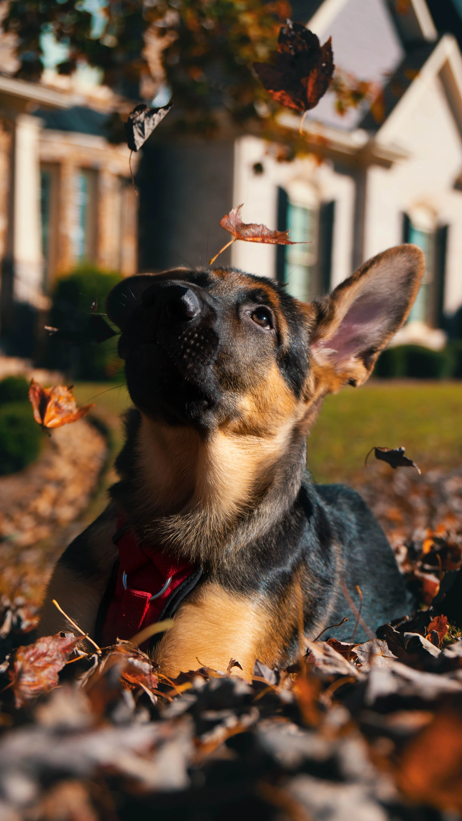 Harley In The Falling Leaves