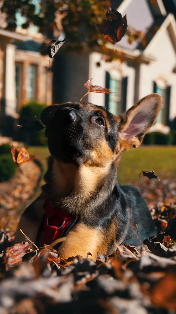 Harley in the falling leaves
