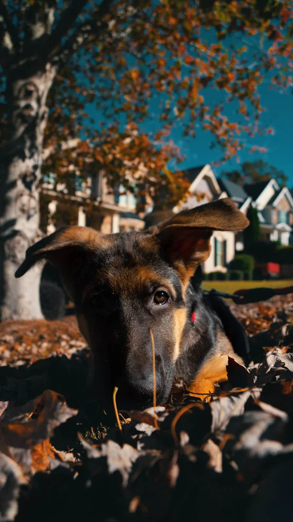 Harley in the leaves